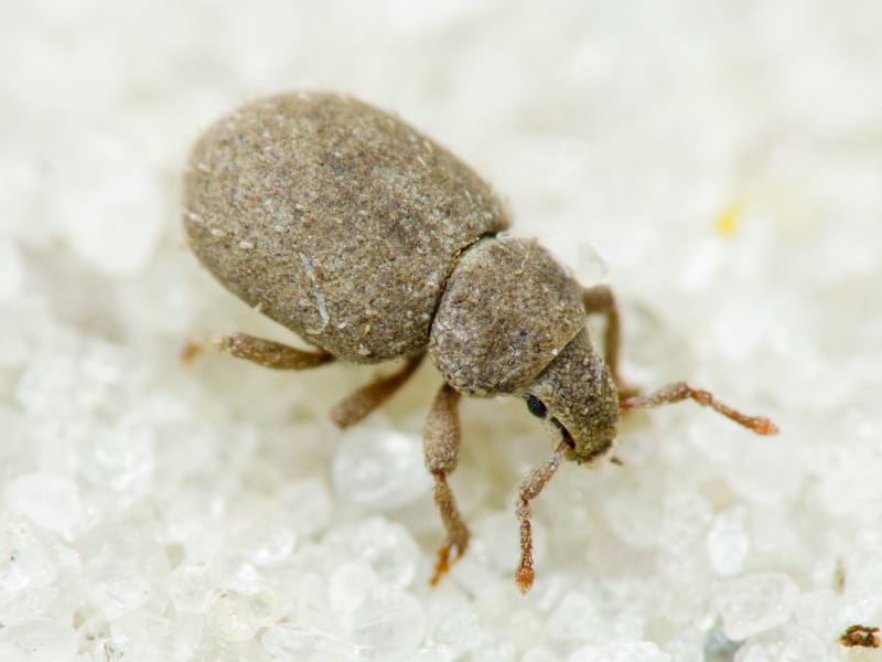 Trachyphloeus spinimanus Germar, 1824